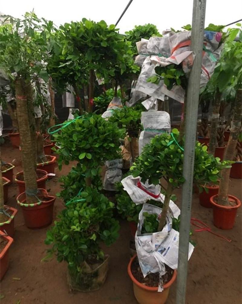 开业盆栽植物大型发财树金钱榕摇钱树办公室客厅招财树绿植