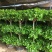 开业盆栽植物大型发财树金钱榕摇钱树办公室客厅招财树绿植
