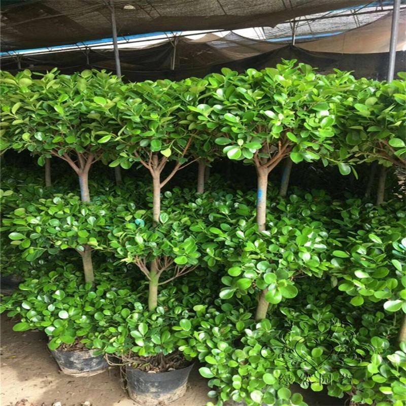 开业盆栽植物大型发财树金钱榕摇钱树办公室客厅招财树绿植