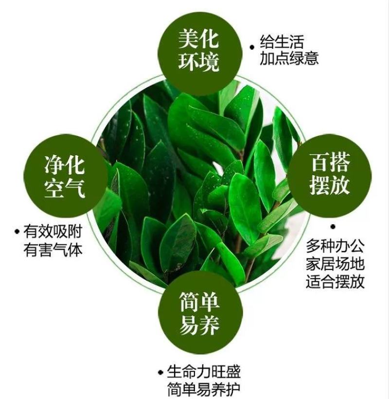 金钱树大盆栽植物室内客厅吸甲醛办公室前台耐阴观叶招钱树绿