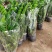 金钱树大盆栽植物室内客厅吸甲醛办公室前台耐阴观叶招钱树绿