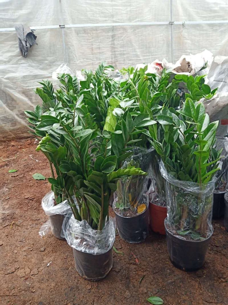 金钱树大盆栽植物室内客厅吸甲醛办公室前台耐阴观叶招钱树绿