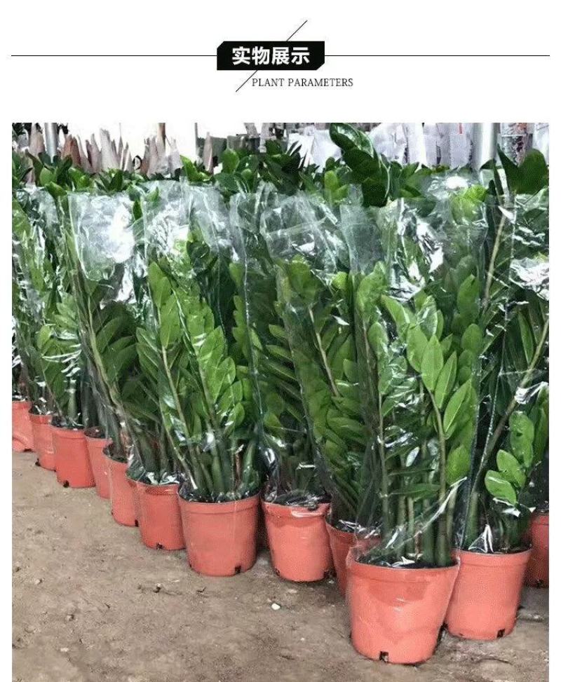 金钱树大盆栽植物室内客厅吸甲醛办公室前台耐阴观叶招钱树绿