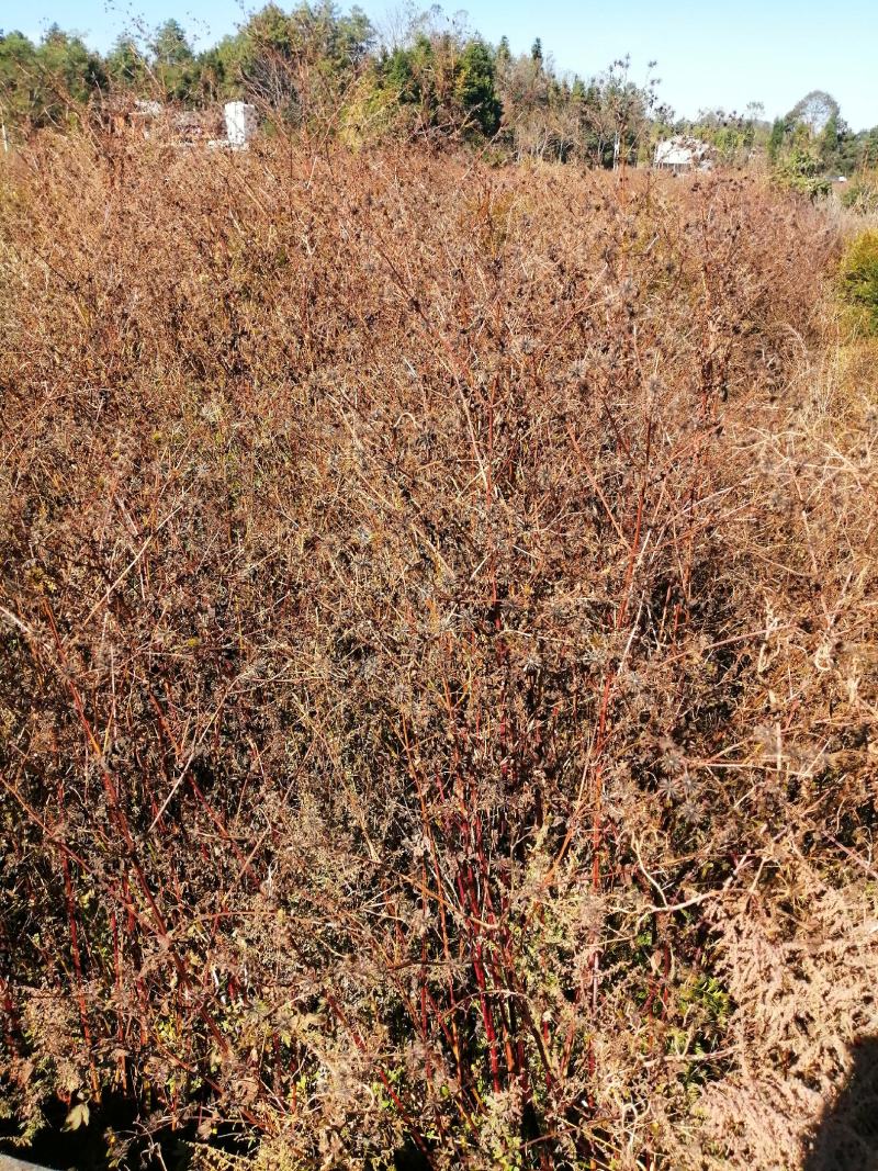 滇西中药材鬼针草量大从优品质发货欢迎来基地考察订购