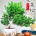 生肖猴蓬莱松盆栽客厅猴年室内植物盆景耐寒植物四季常青金钱