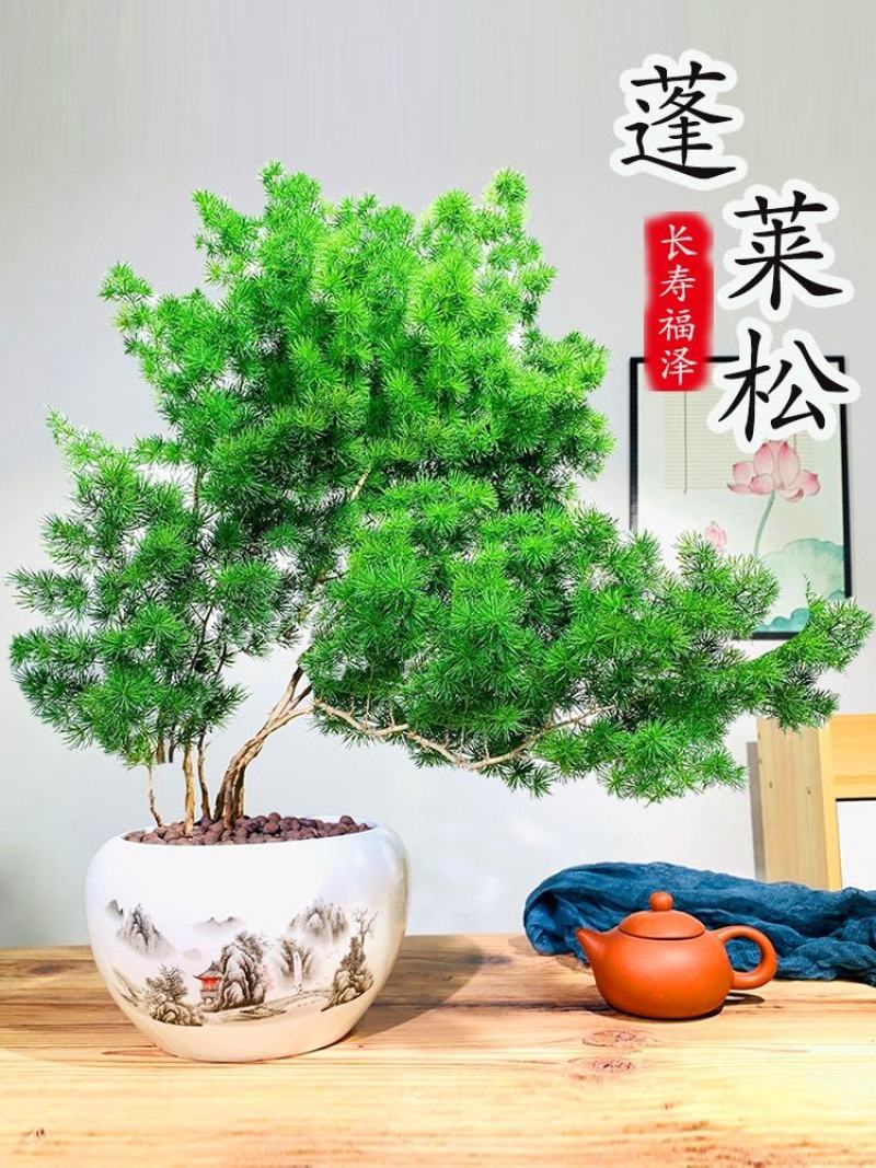 生肖猴蓬莱松盆栽客厅猴年室内植物盆景耐寒植物四季常青金钱