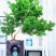 生肖猴蓬莱松盆栽客厅猴年室内植物盆景耐寒植物四季常青金钱