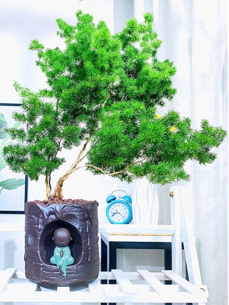 生肖猴蓬莱松盆栽客厅猴年室内植物盆景耐寒植物四季常青金钱