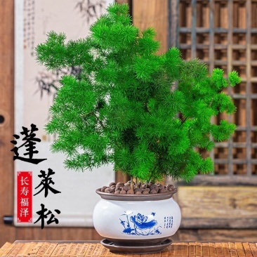 生肖猴蓬莱松盆栽客厅猴年室内植物盆景耐寒植物四季常青金钱