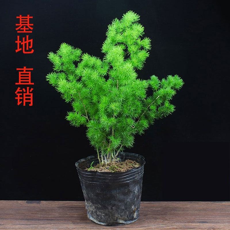 生肖猴蓬莱松盆栽客厅猴年室内植物盆景耐寒植物四季常青金钱