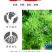 生肖猴蓬莱松盆栽客厅猴年室内植物盆景耐寒植物四季常青金钱
