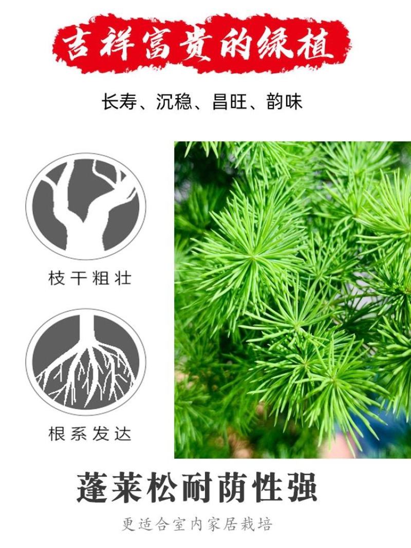 生肖猴蓬莱松盆栽客厅猴年室内植物盆景耐寒植物四季常青金钱