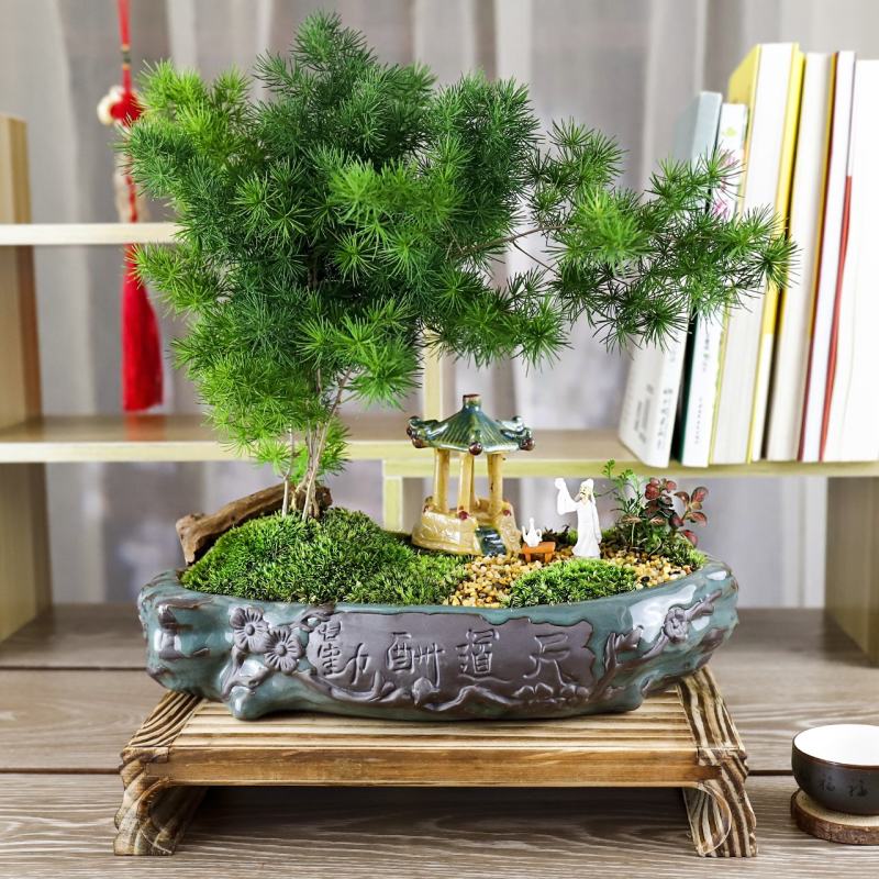 生肖猴蓬莱松盆栽客厅猴年室内植物盆景耐寒植物四季常青金钱
