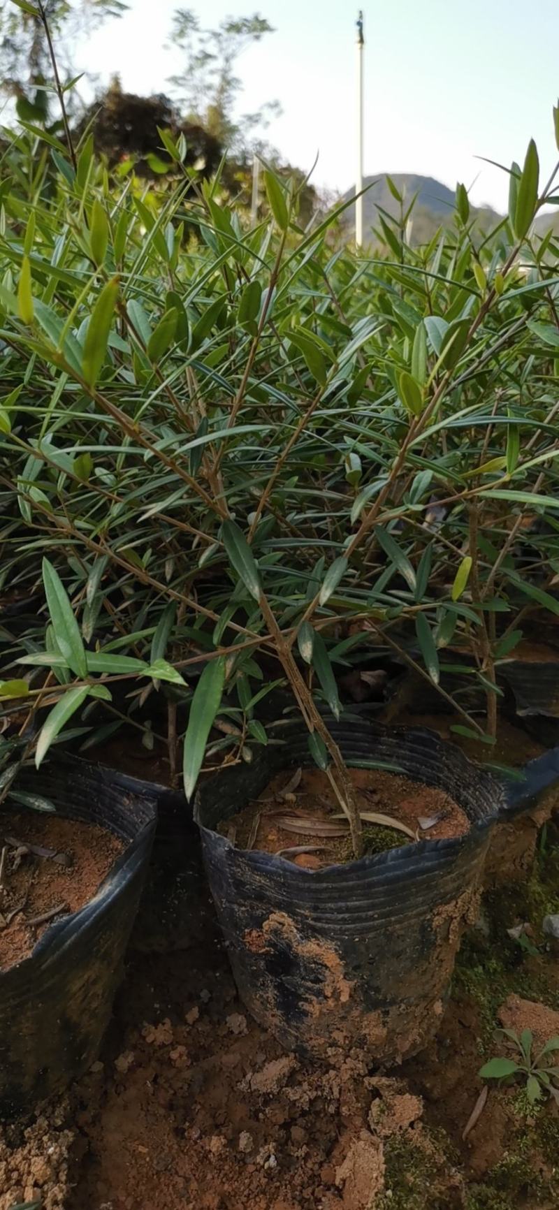 木犀榄杯苗，一级木犀榄杯苗。