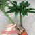 发财树盆栽植物室内客厅绿植小盆景四季常青办公室招财小盆栽