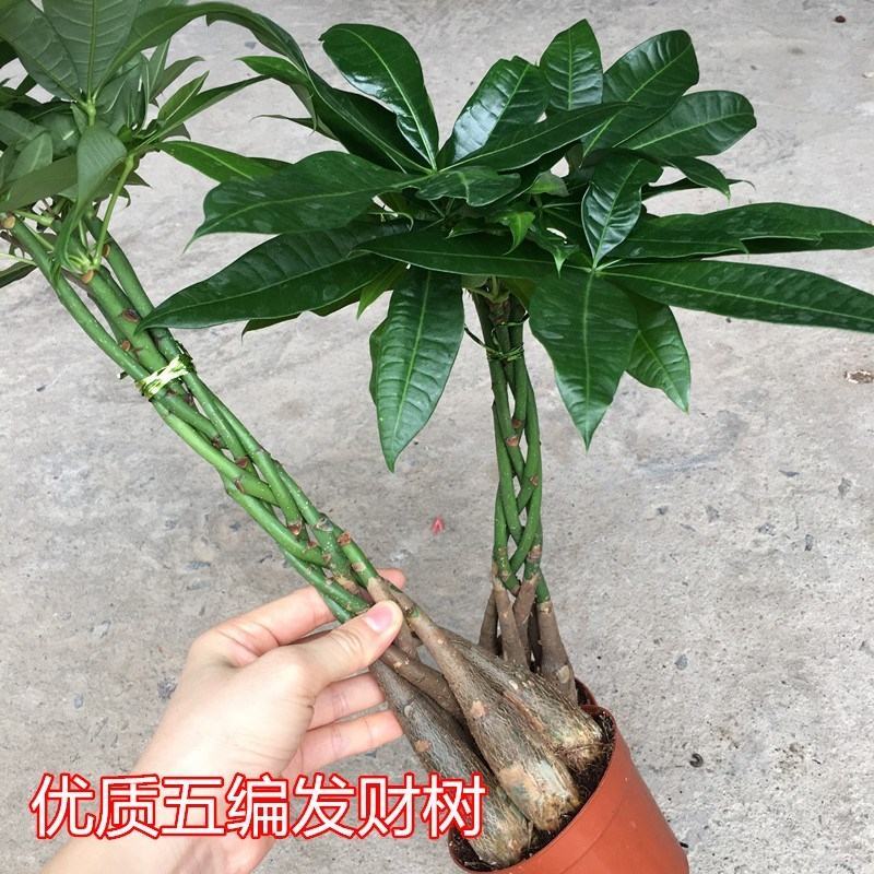 发财树盆栽植物室内客厅绿植小盆景四季常青办公室招财小盆栽