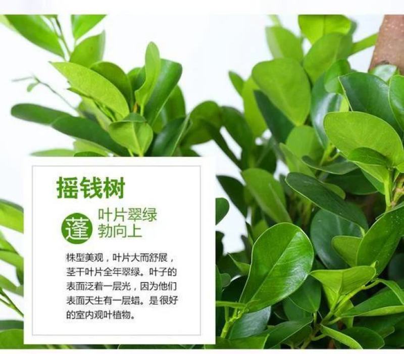 开业盆栽植物大型发财树金钱榕摇钱树办公室客厅招财树绿植