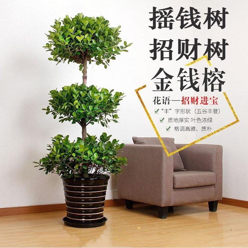 开业盆栽植物大型发财树金钱榕摇钱树办公室客厅招财树绿植