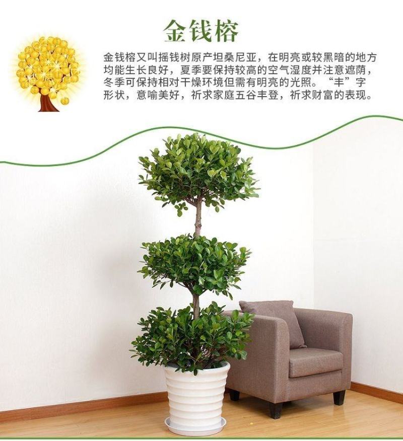 开业盆栽植物大型发财树金钱榕摇钱树办公室客厅招财树绿植