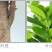 开业盆栽植物大型发财树金钱榕摇钱树办公室客厅招财树绿植