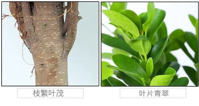 开业盆栽植物大型发财树金钱榕摇钱树办公室客厅招财树绿植