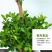 开业盆栽植物大型发财树金钱榕摇钱树办公室客厅招财树绿植