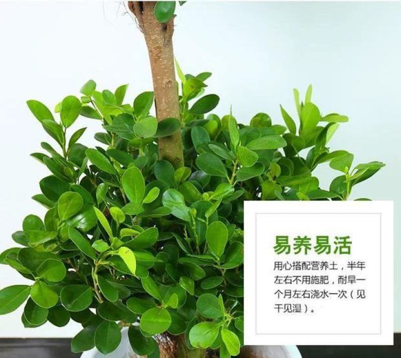 开业盆栽植物大型发财树金钱榕摇钱树办公室客厅招财树绿植