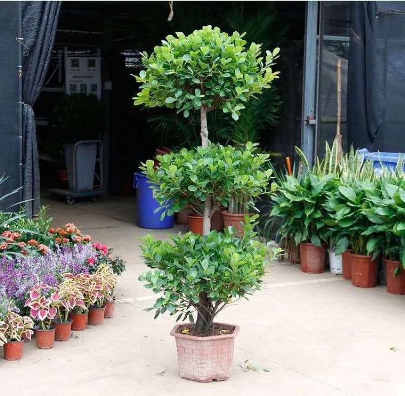 开业盆栽植物大型发财树金钱榕摇钱树办公室客厅招财树绿植