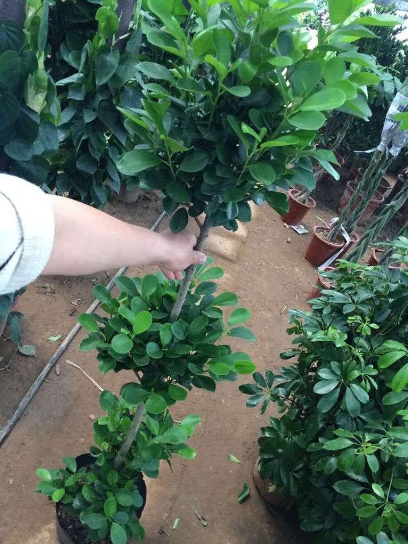 开业盆栽植物大型发财树金钱榕摇钱树办公室客厅招财树绿植