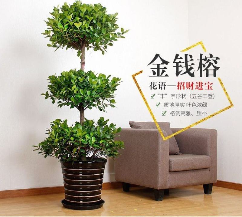 开业盆栽植物大型发财树金钱榕摇钱树办公室客厅招财树绿植