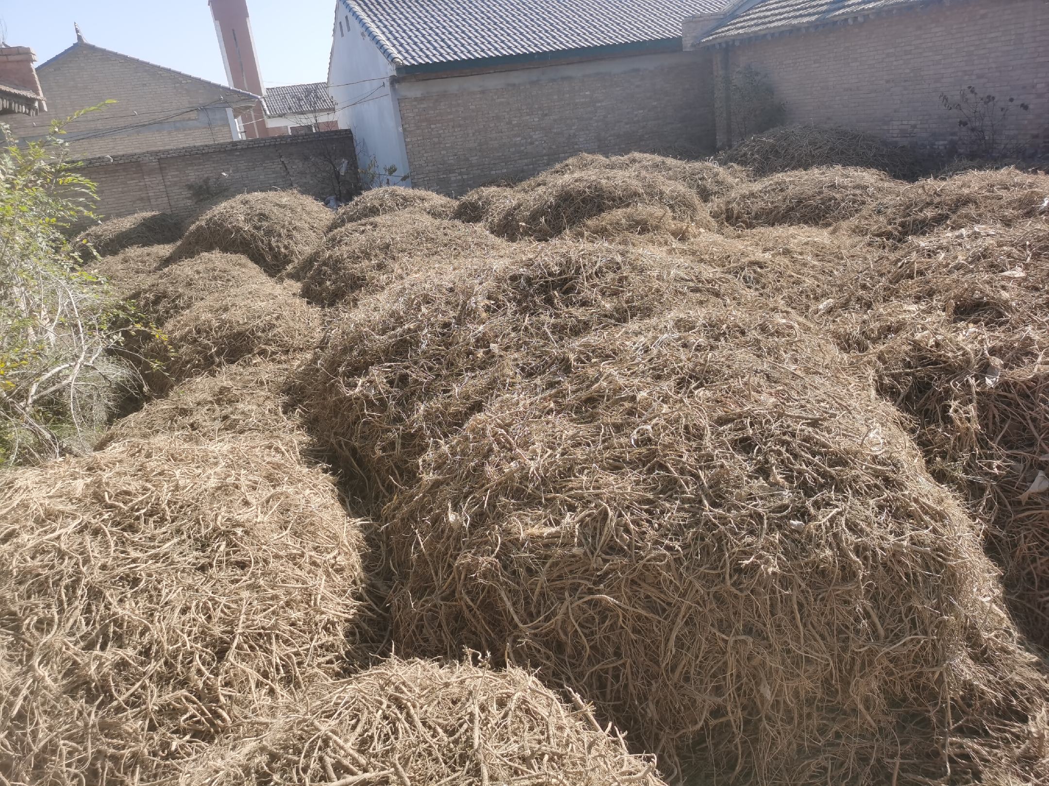 展示采收后的黄芩根部,颜色为黄褐色,根部粗壮,符合药用标准 黄芩根部采收图