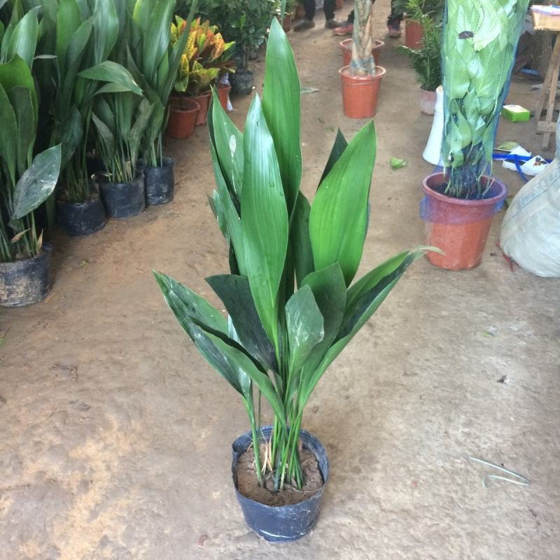 一叶兰盆栽耐冻四季长青室内客厅观叶植物绿植盆景室内耐阴花