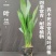 一叶兰盆栽耐冻四季长青室内客厅观叶植物绿植盆景室内耐阴花