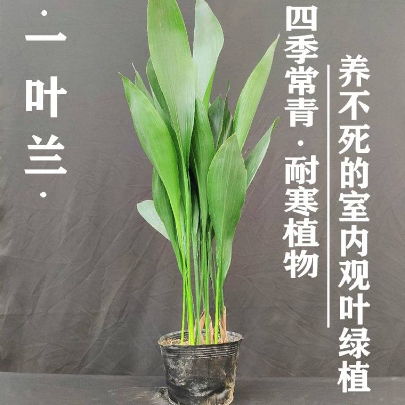 一叶兰盆栽耐冻四季长青室内客厅观叶植物绿植盆景室内耐阴花