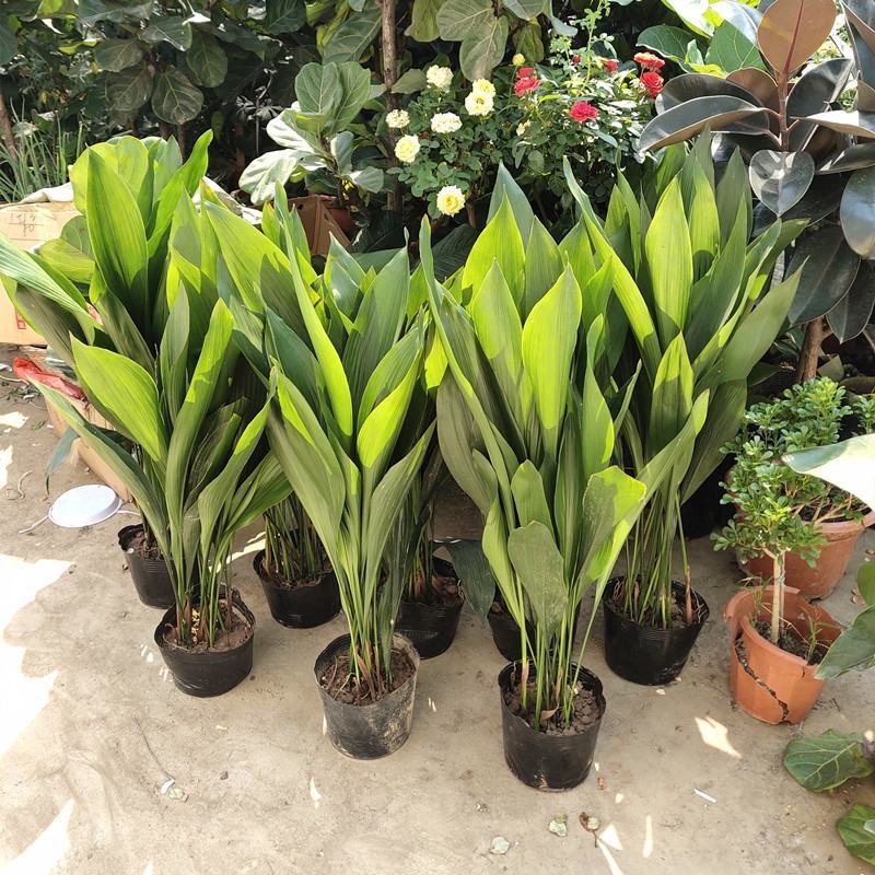 一叶兰盆栽耐冻四季长青室内客厅观叶植物绿植盆景室内耐阴花
