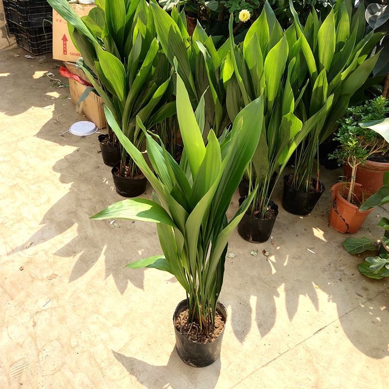 一叶兰盆栽耐冻四季长青室内客厅观叶植物绿植盆景室内耐阴花
