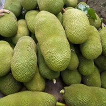 海南热带水果马来1号菠萝蜜大量有货，常年可以供货