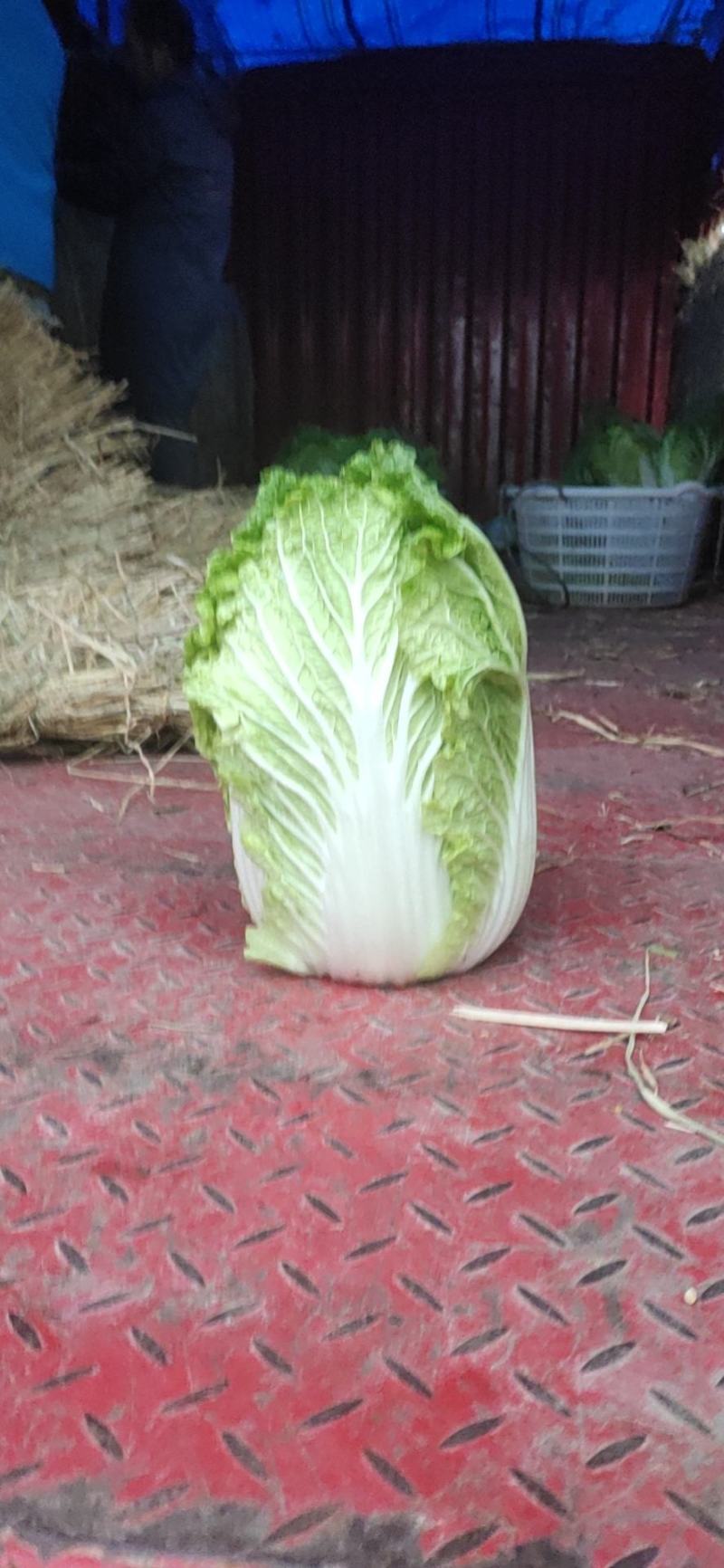 大量供应黄心大白菜。欢迎新老客户前来选购。