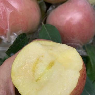 红富士苹果大量上市，口干好，果面干净，欢迎选购。
