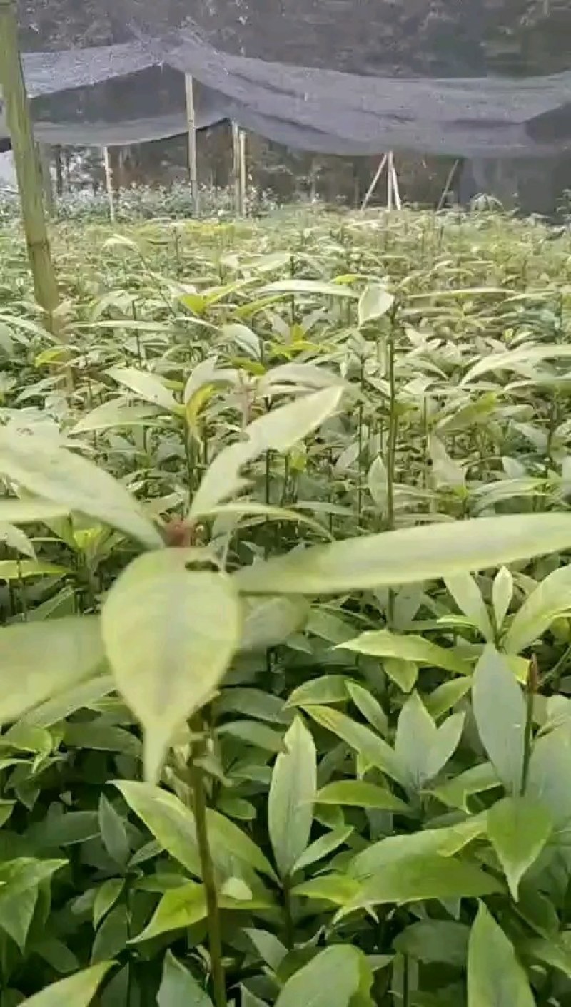 四川金丝楠袋装小苗，根系发达，苗木健壮，成活率高