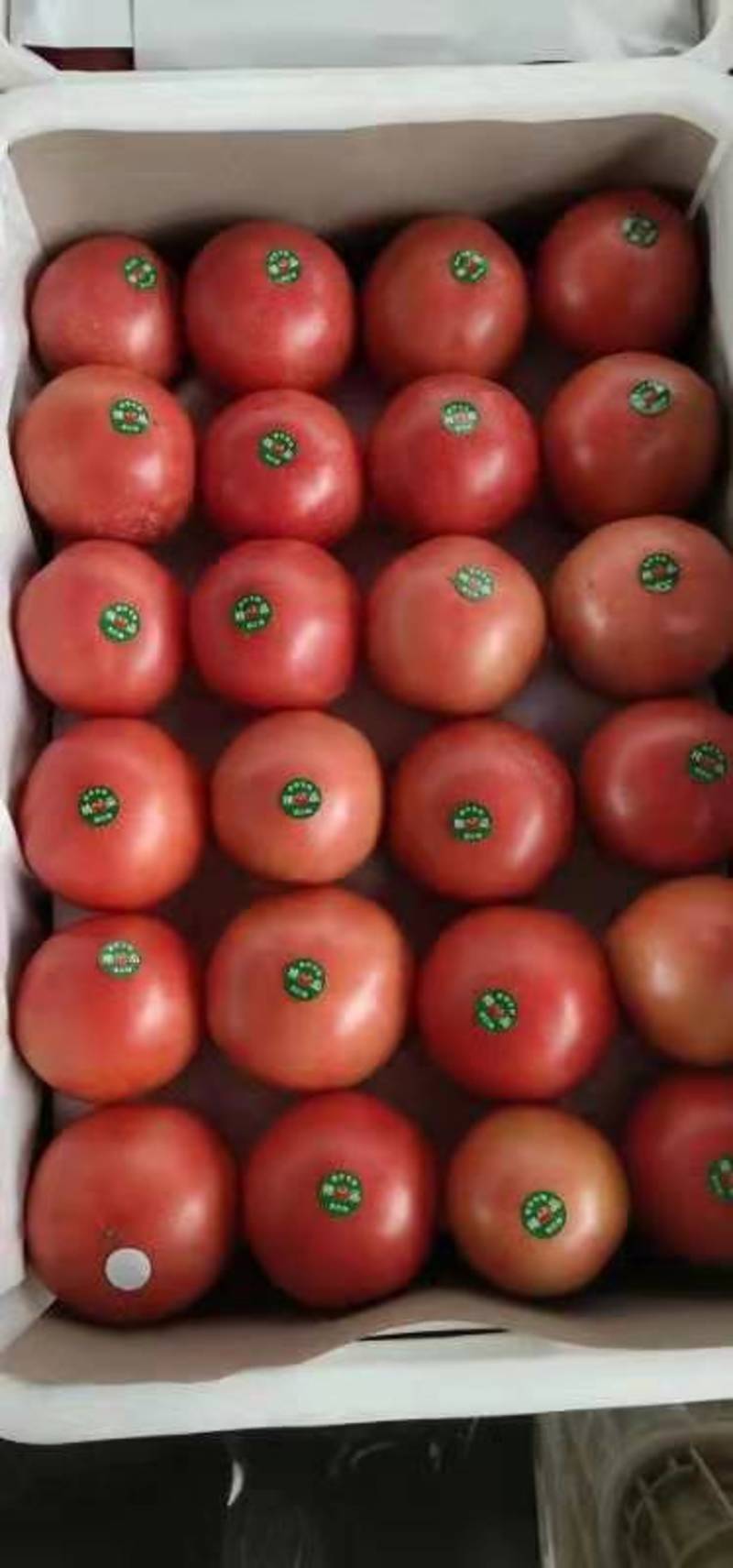 西红柿，山东费县万亩硬粉西红柿大量上市现摘现发基地直供