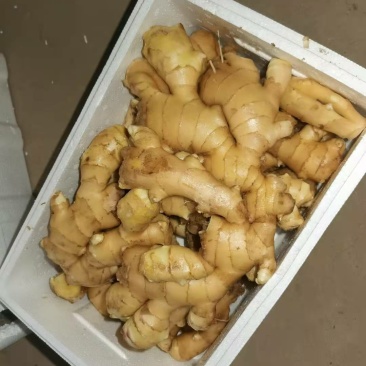 山东大姜常年大量供应货源充足产地直销。全国发货