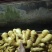 山东大姜常年大量供应货源充足产地直销。全国发货