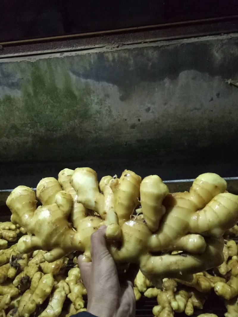 山东大姜常年大量供应货源充足产地直销。全国发货