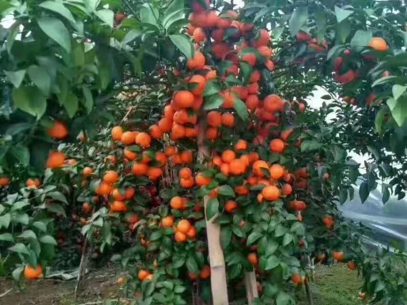 沙糖橘，大量优质沙糖橘，大量优质沙糖橘。