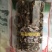 大金湖.尚书品.深山土特产.鹿茸菇