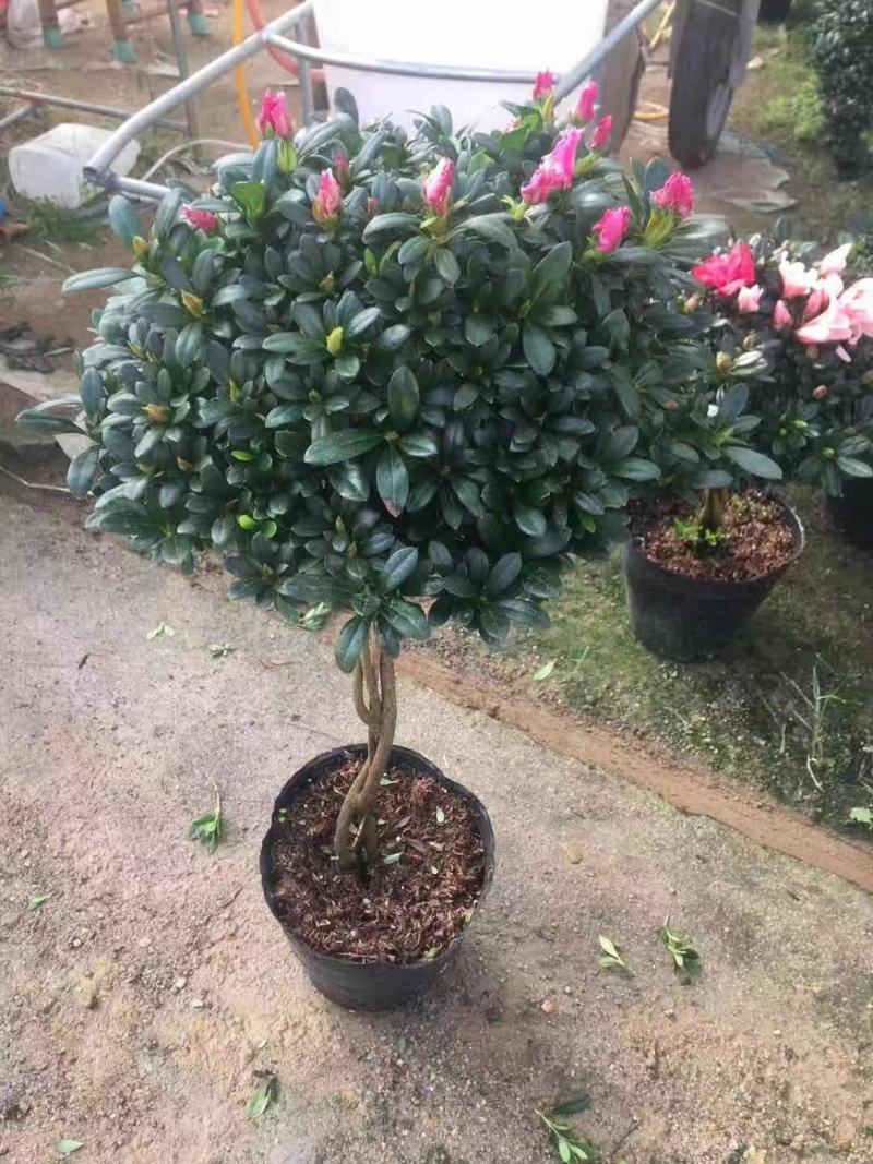 棒棒糖杜鹃三色，永福产地供应，一手货源，品质保证，价格低