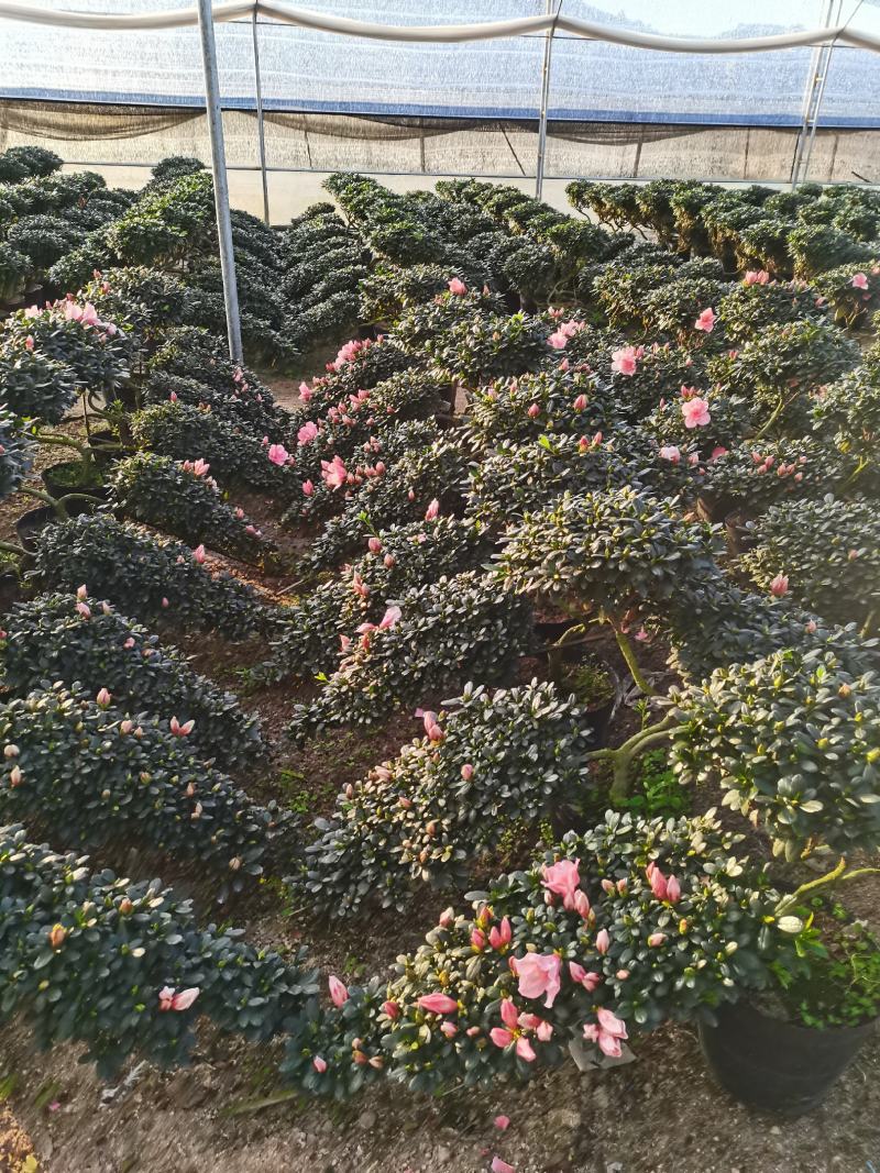 百合招财进宝杜鹃杜花鹃杜鹃花带花苞盆栽阳台植