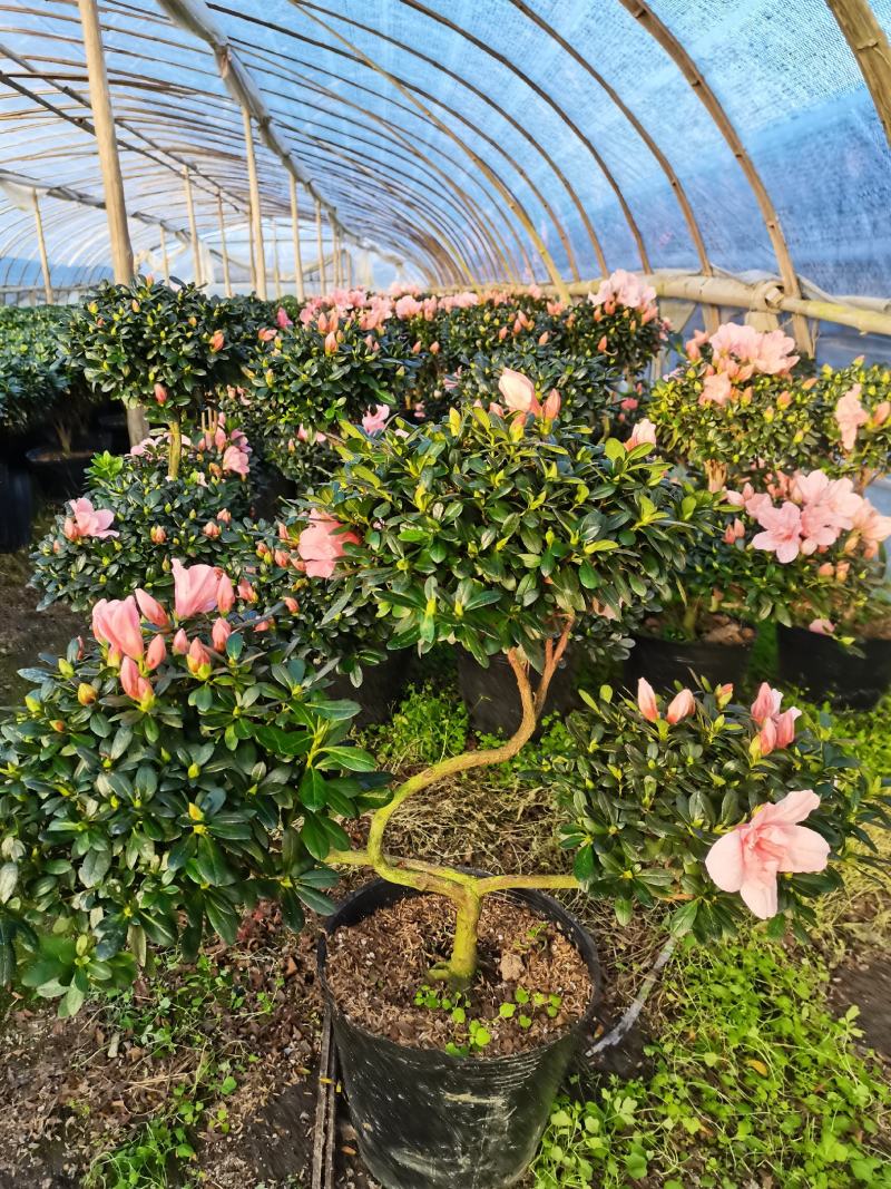 百合招财进宝杜鹃杜花鹃杜鹃花带花苞盆栽阳台植