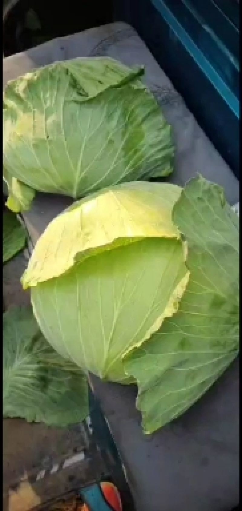 大量供应次品正包，次品乱包京丰一号，己上货源充足。
